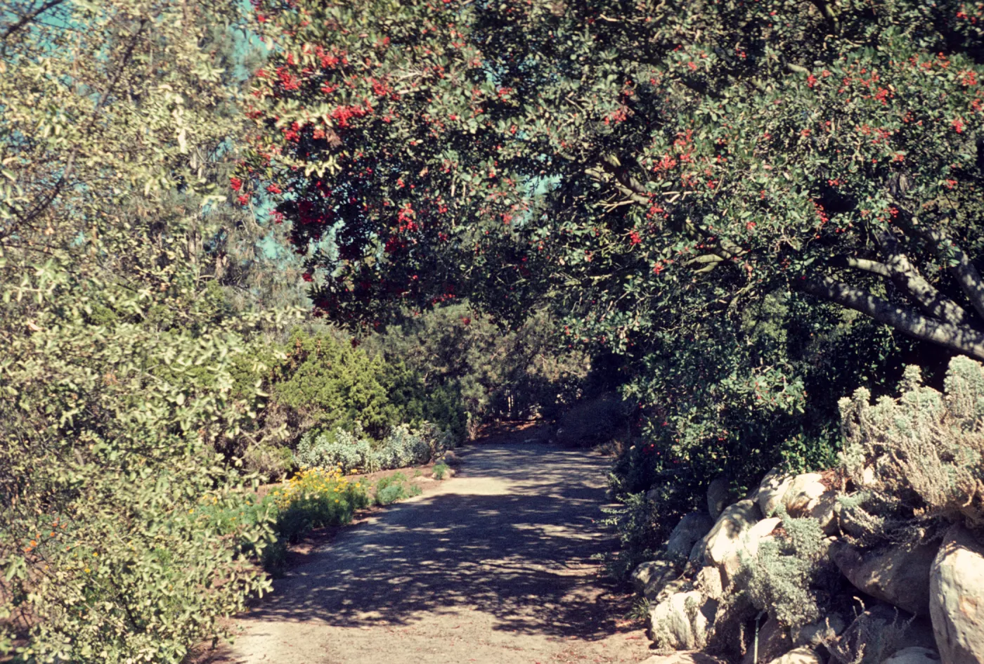 SBBG path
