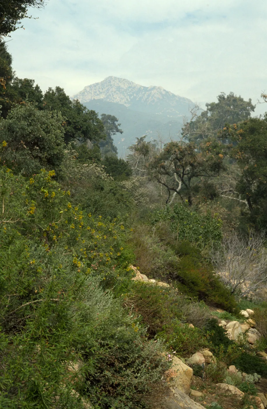 Mission Canyon view to La Cumbre Peak