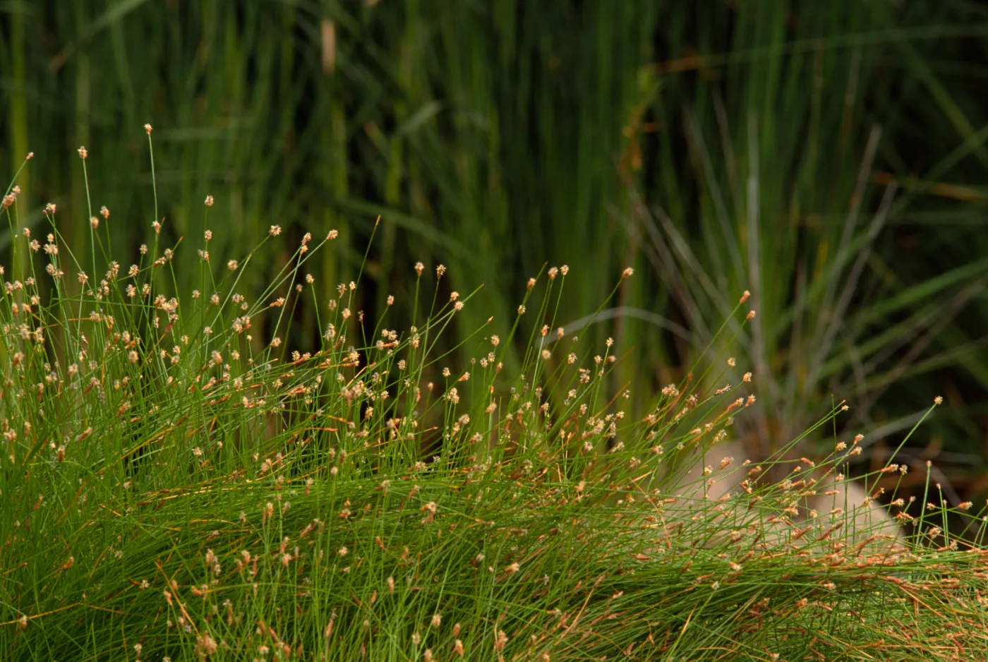 Pond sedges, © Alan Weisskopf