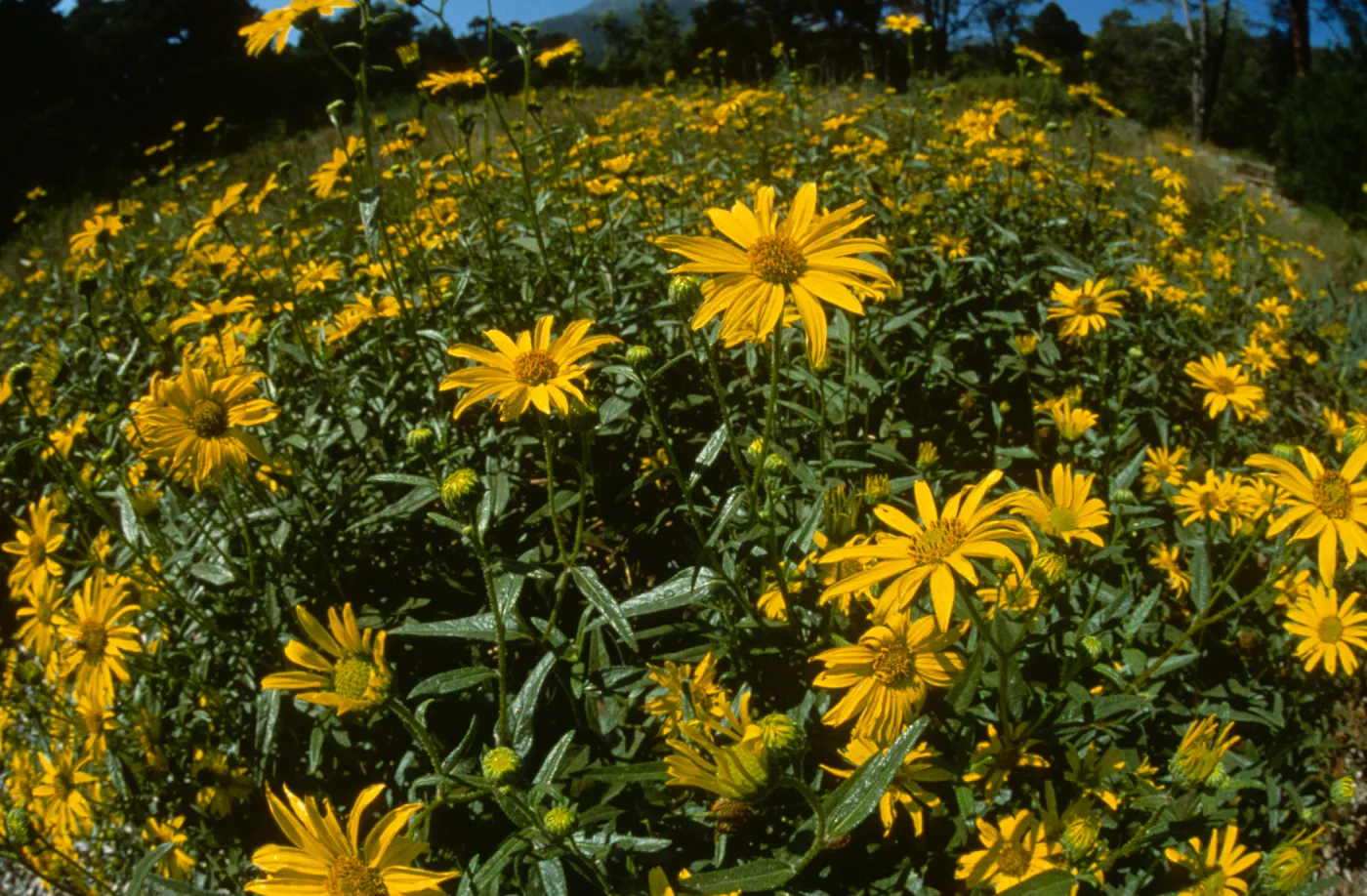 Porter Trail, yellow asters in bloom
