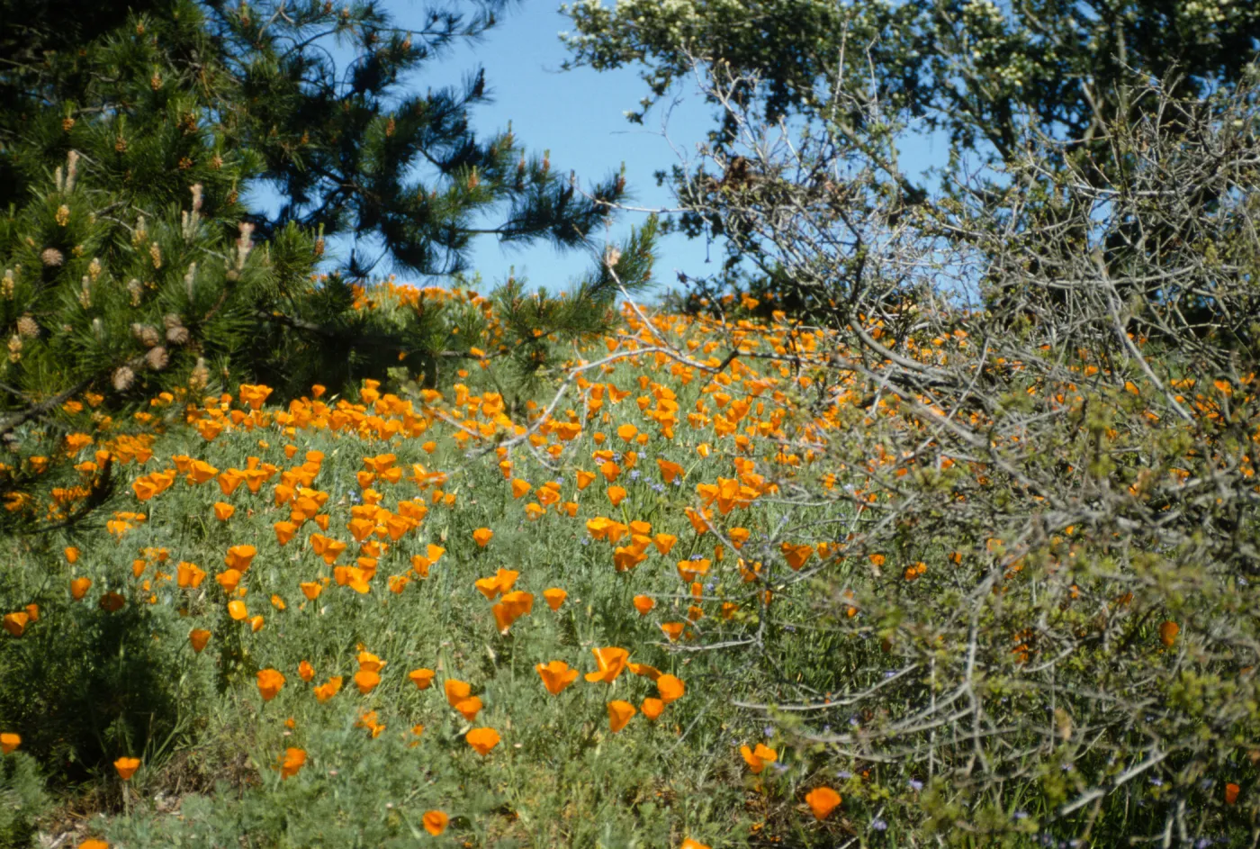 Poppies on the Porter Trail slope