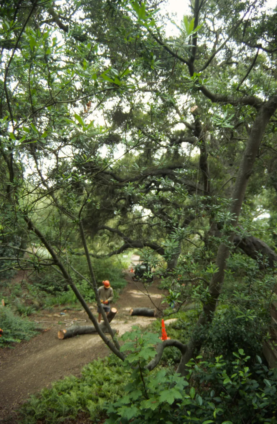 pruning an oak in the Arroyo Section, SBBG