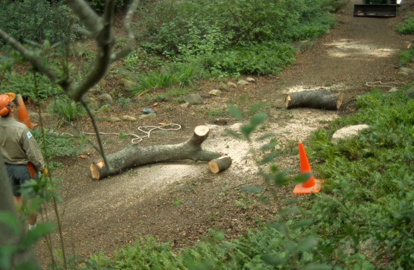 pruning of Coast live oak in the Arroyo