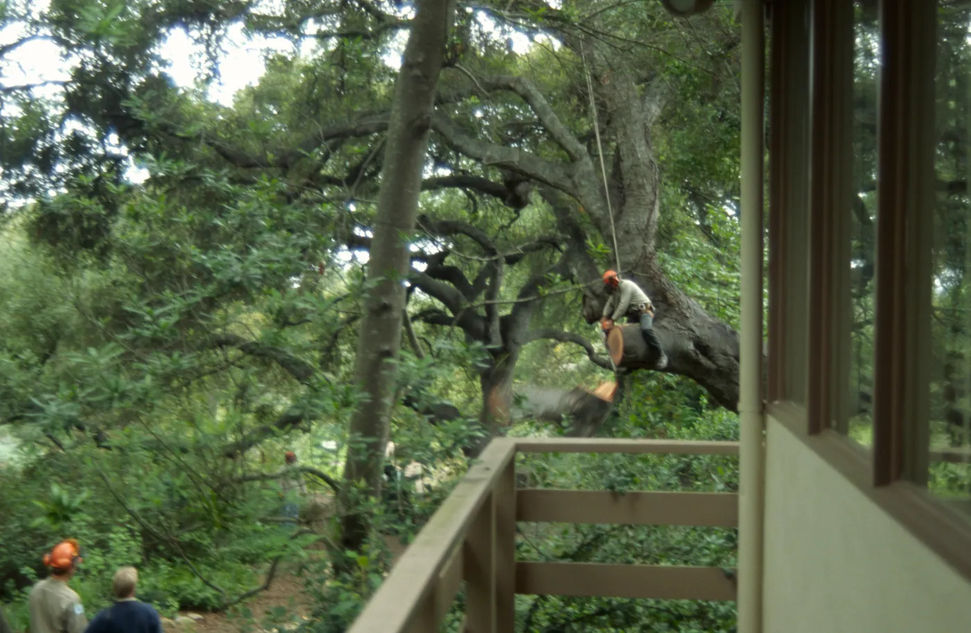 Manny, pruning of Coast live oak in the Arroyo