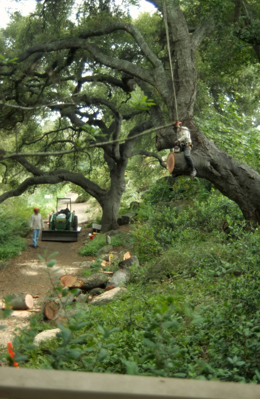 Manny, pruning of Coast live oak in the Arroyo