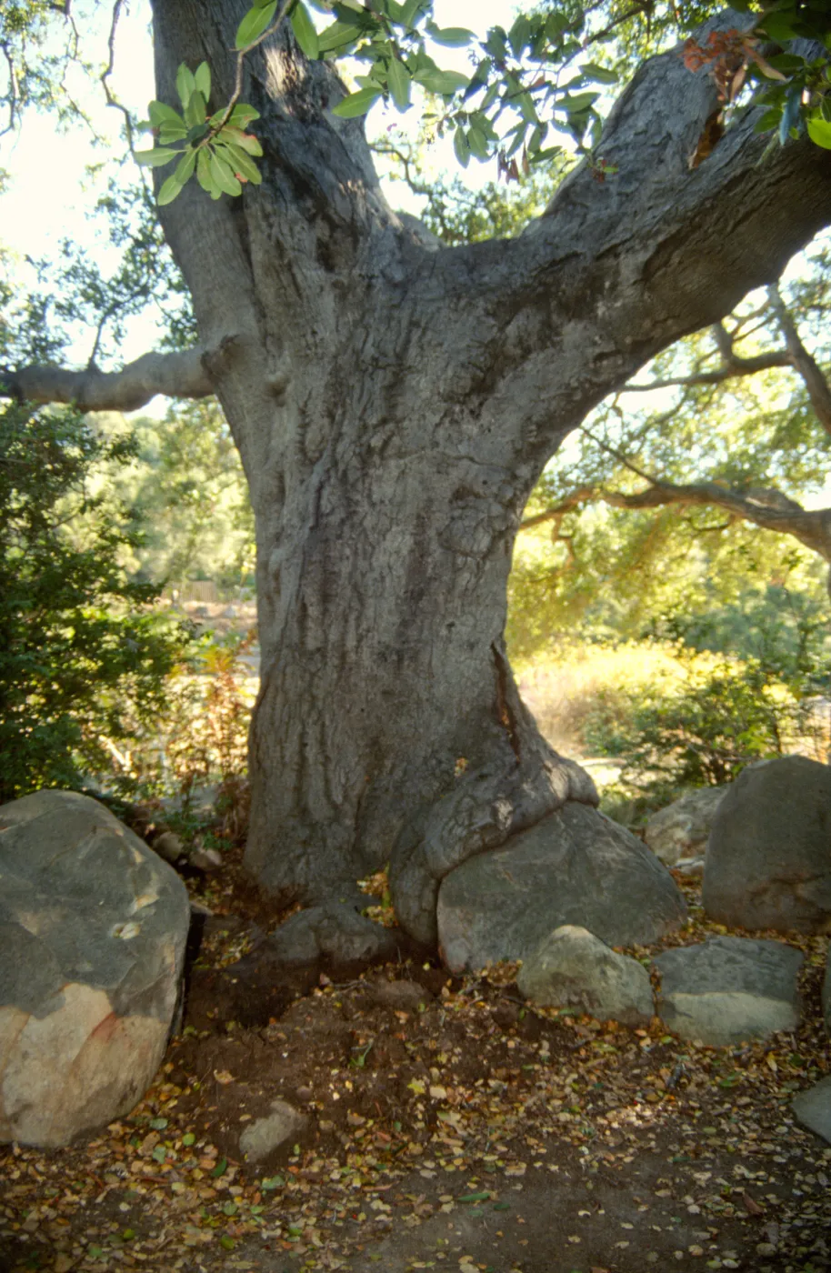 Brook Oak (Coastal Live Oak) (diseased trunk, open lesion)