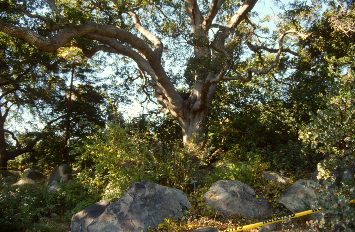 diseased oak