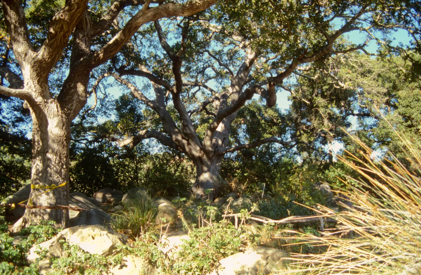diseased oak