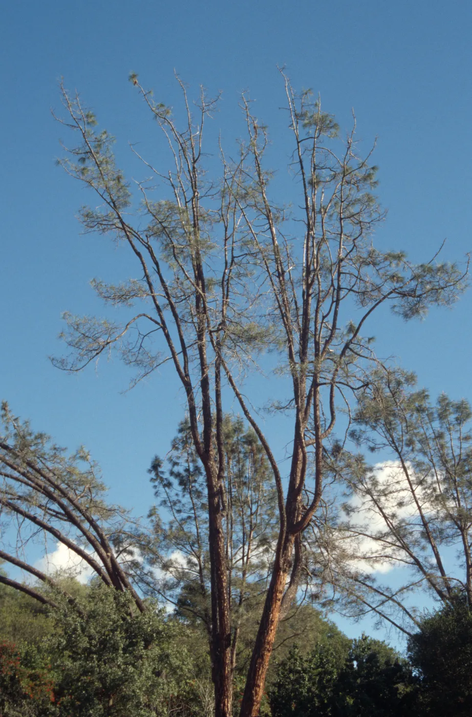 Sick arching grey pine, SBBG Meadow