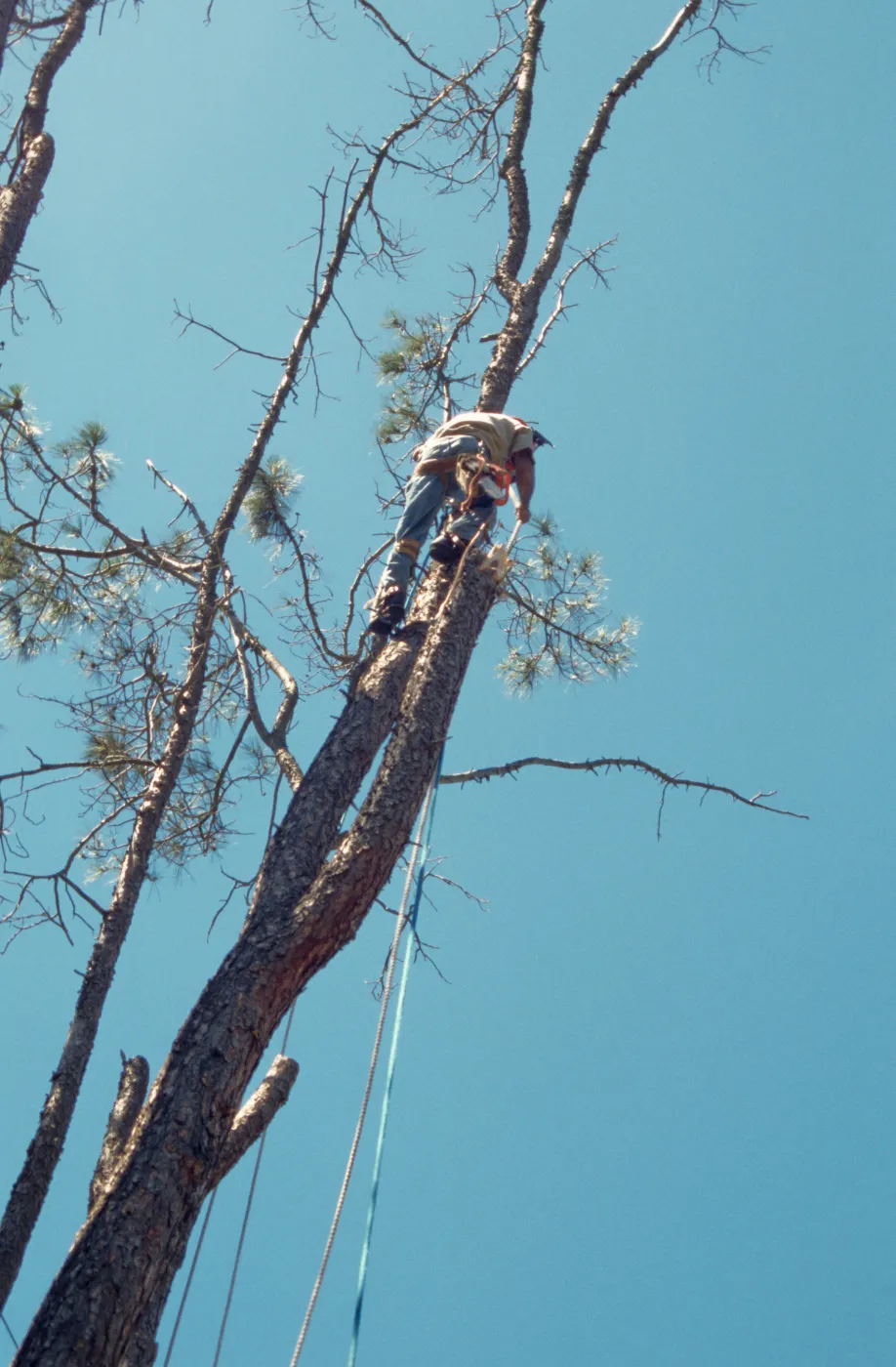 pruning the arching grey pine, SBBG Meadow
