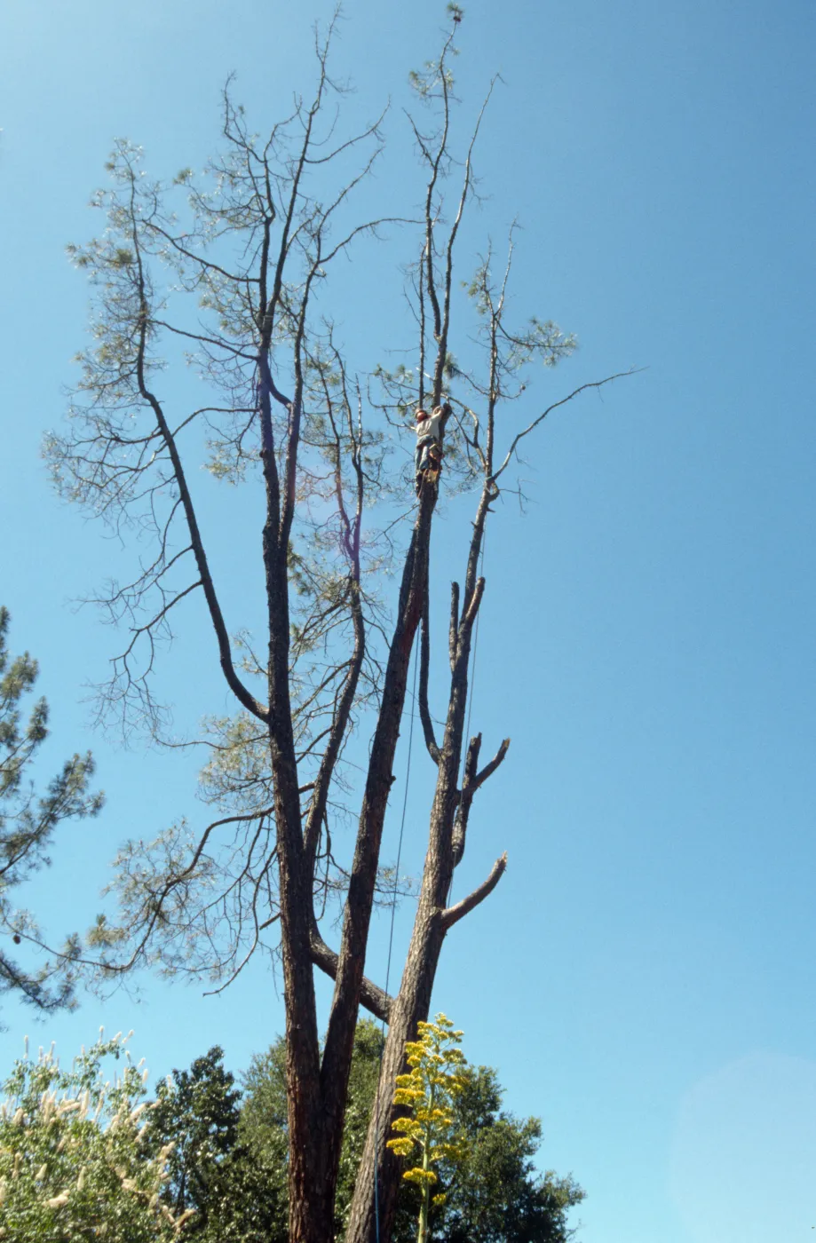 pruning the arching grey pine, SBBG Meadow
