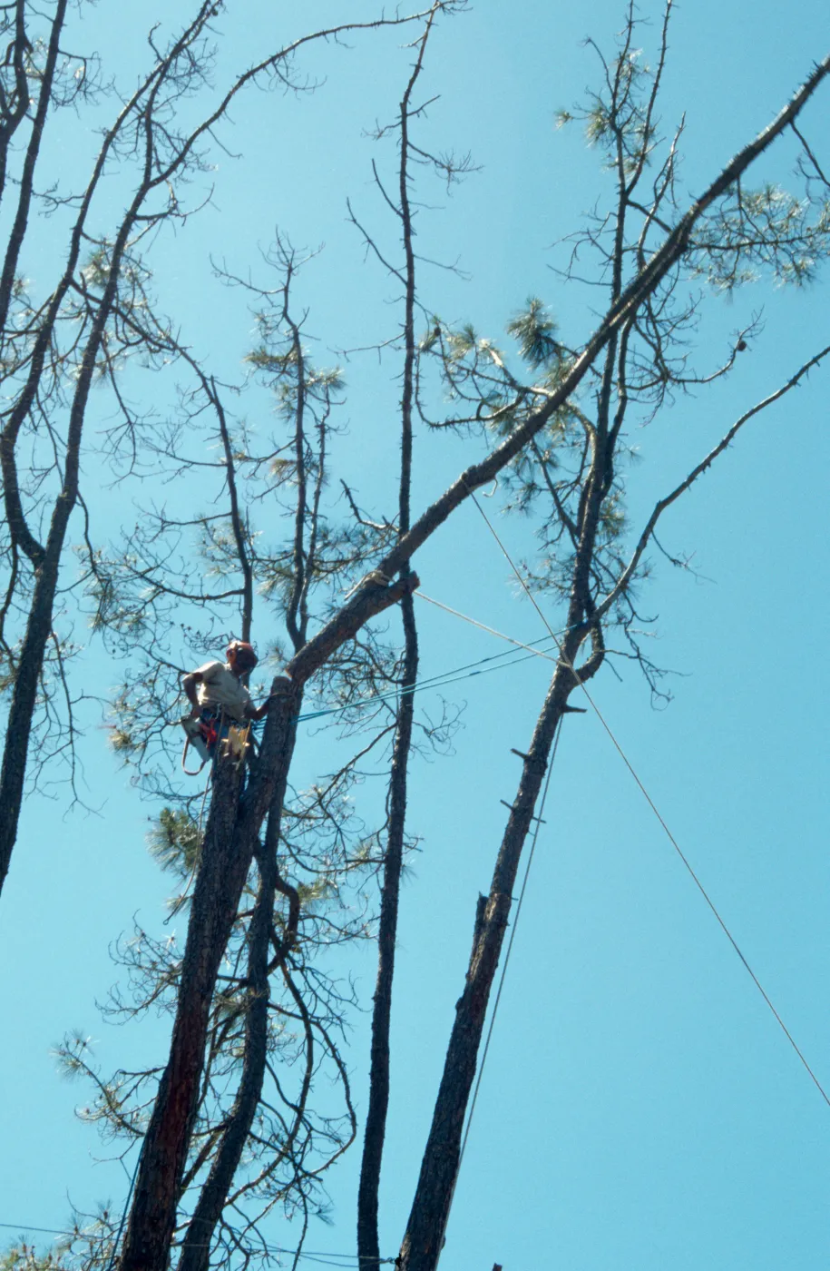 pruning the arching grey pine, SBBG Meadow