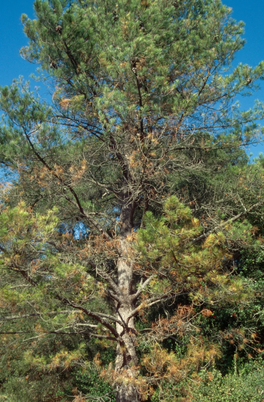 pine at Meadow View