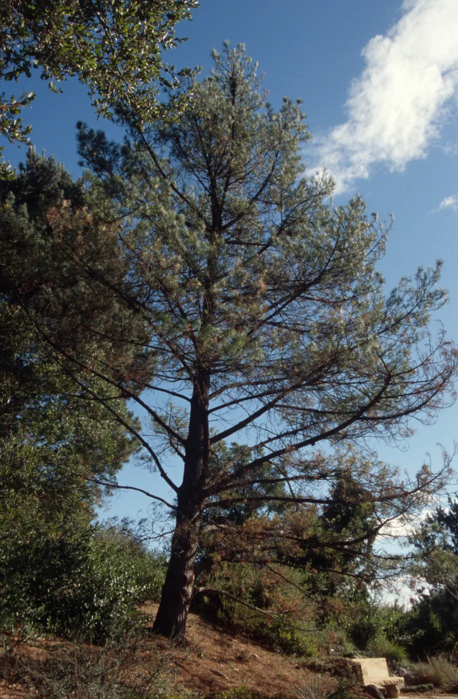 Monterey pine behind the Dabney bench on the Porter Trail