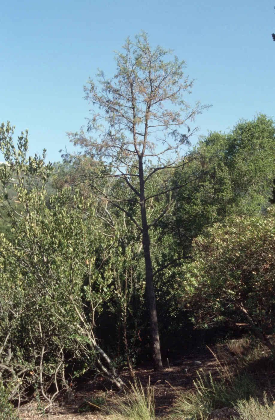 Porter Trail cypress