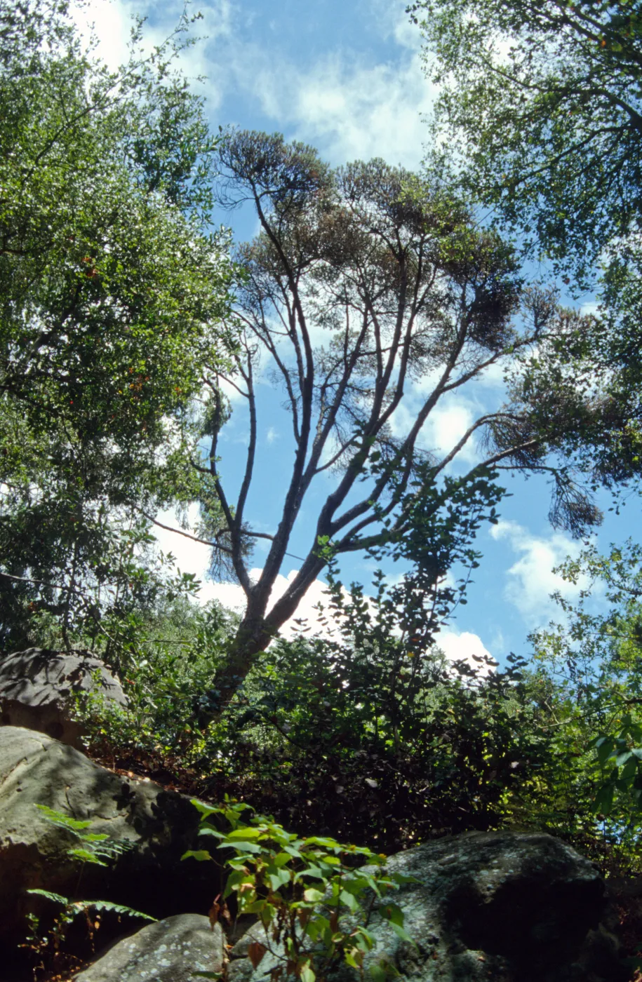 Canyon pine tree