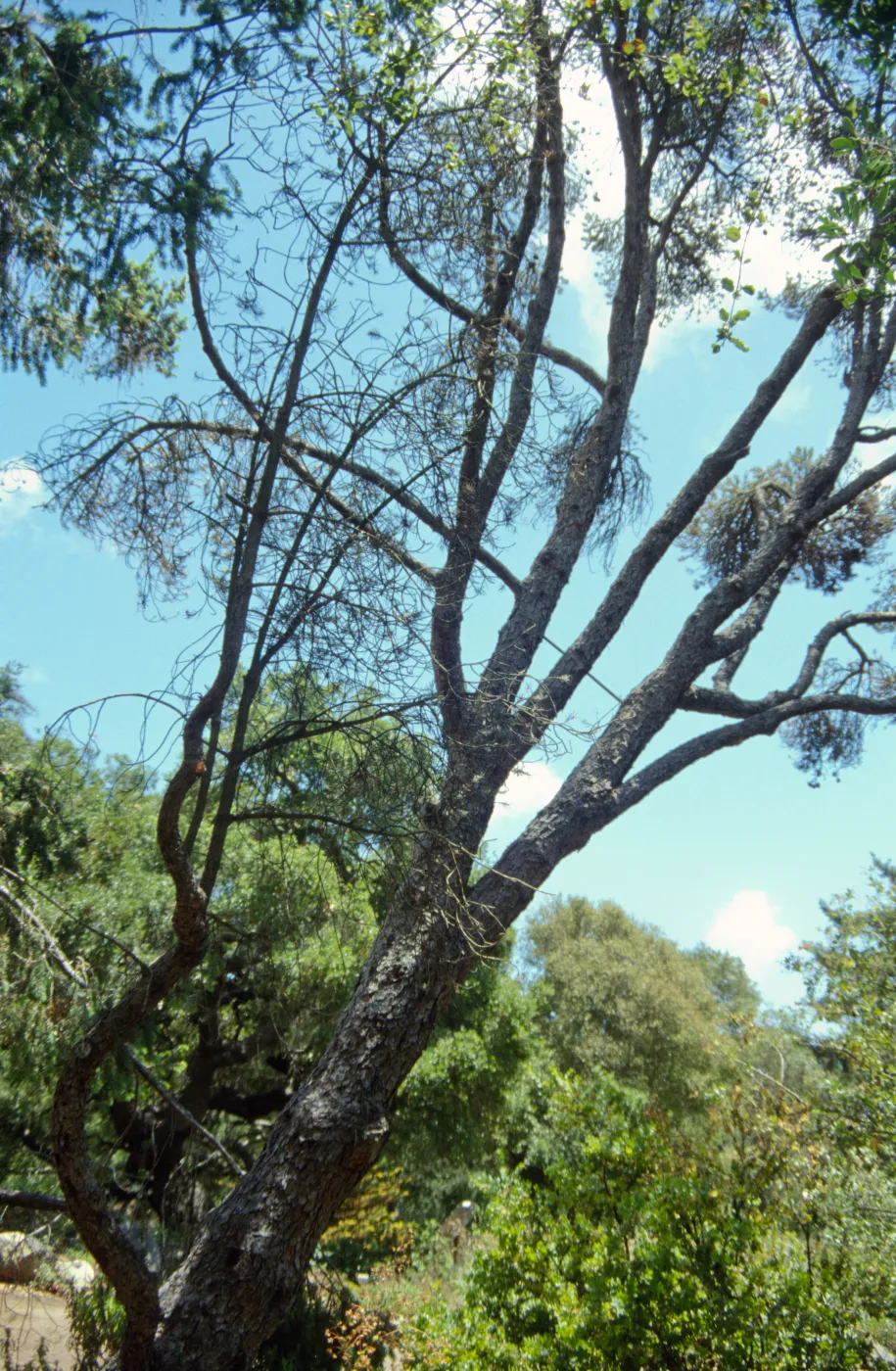 Dead tree on Porter Trail
