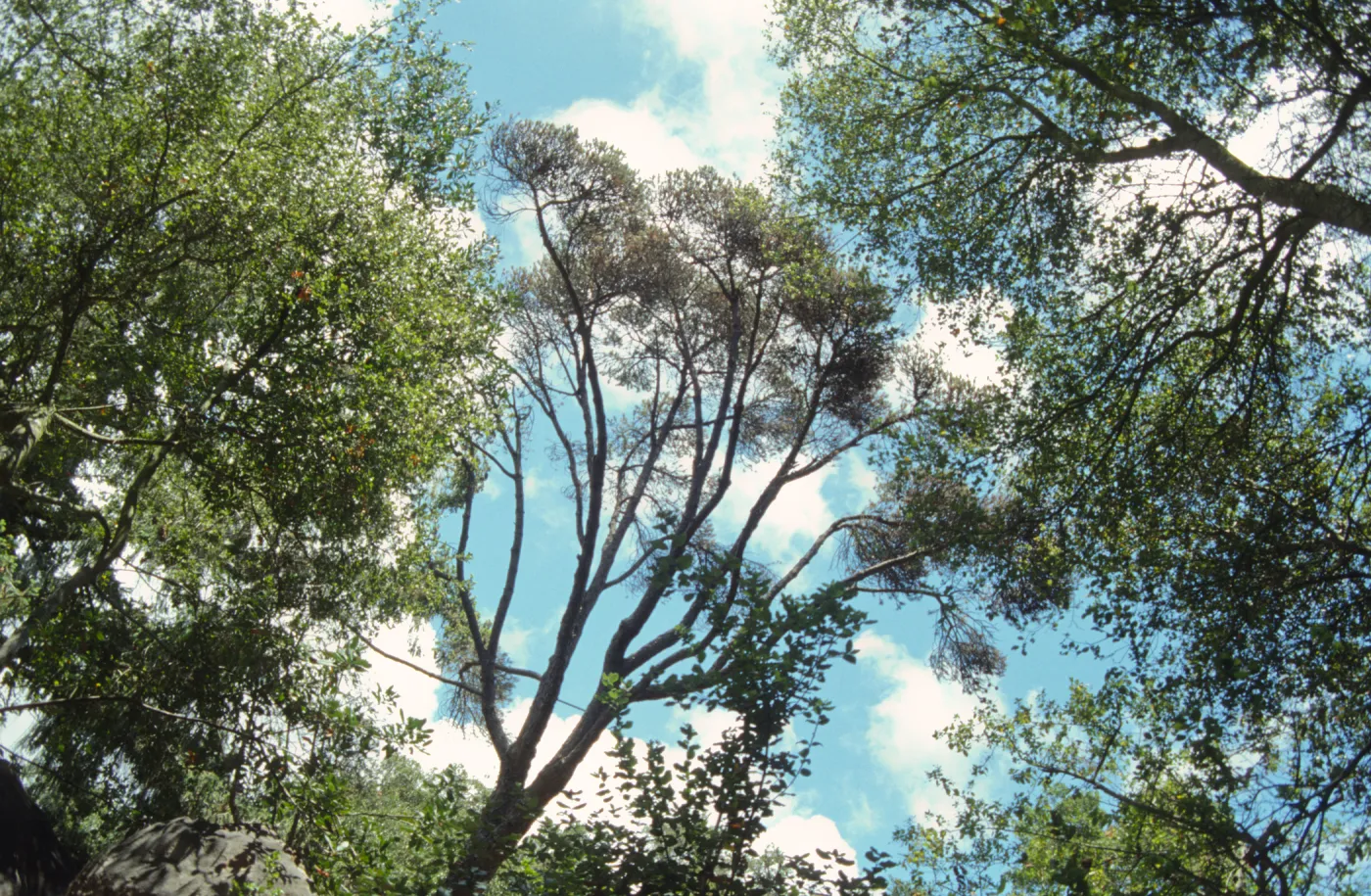 Canyon Pine Tree