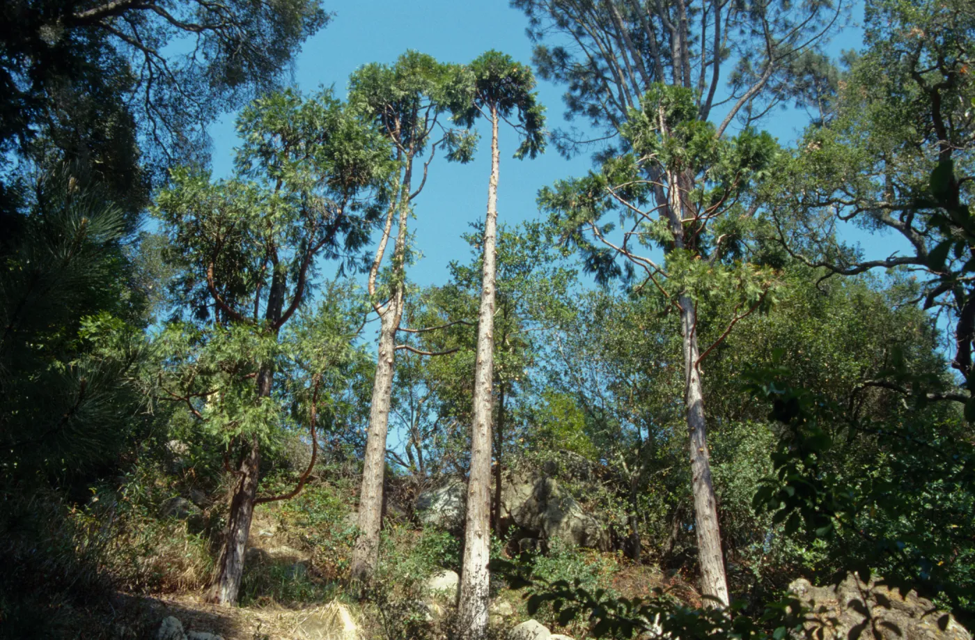 Incense Cedars in Yellow Pine Forest