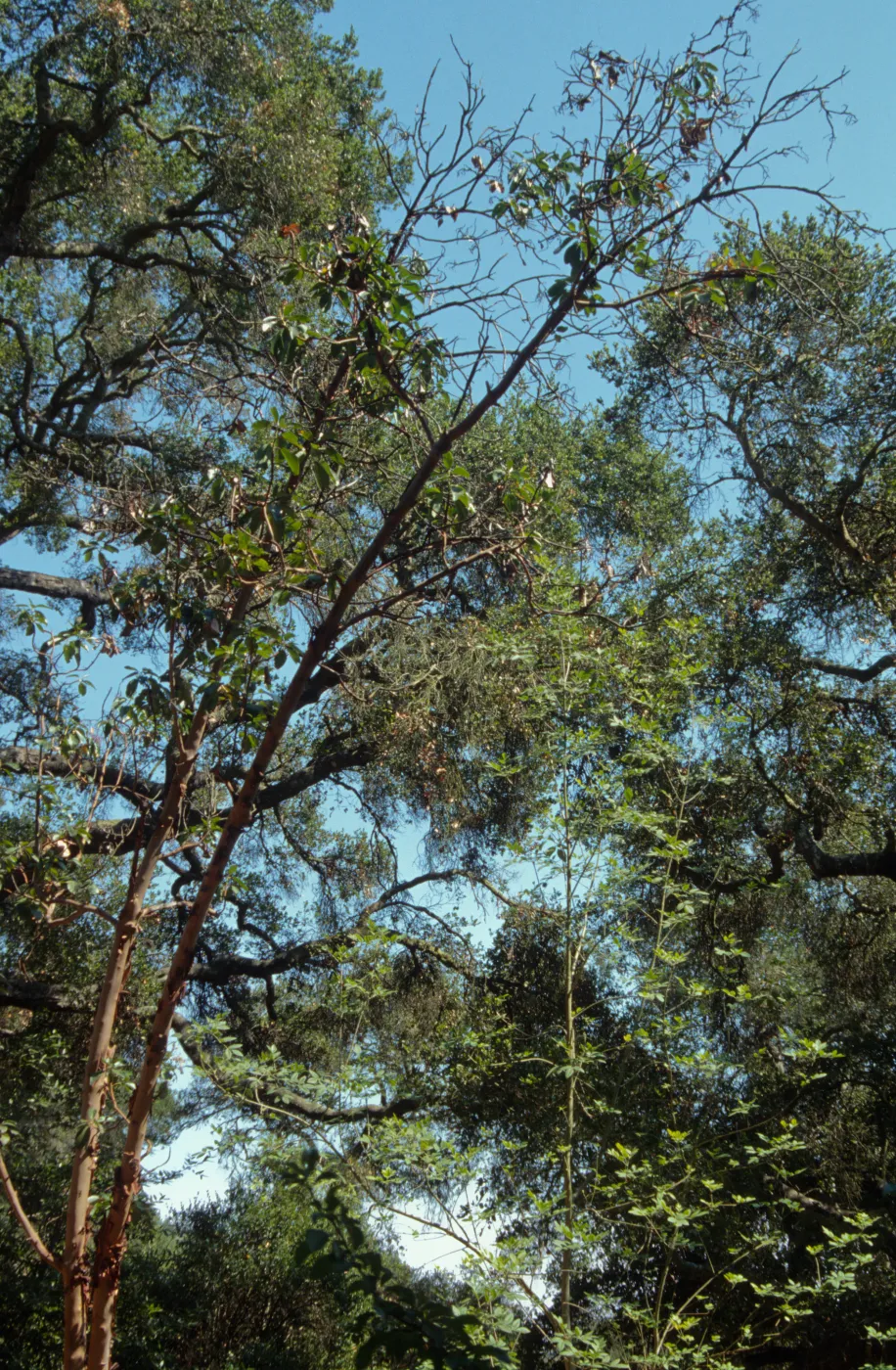 Canyon Madrone