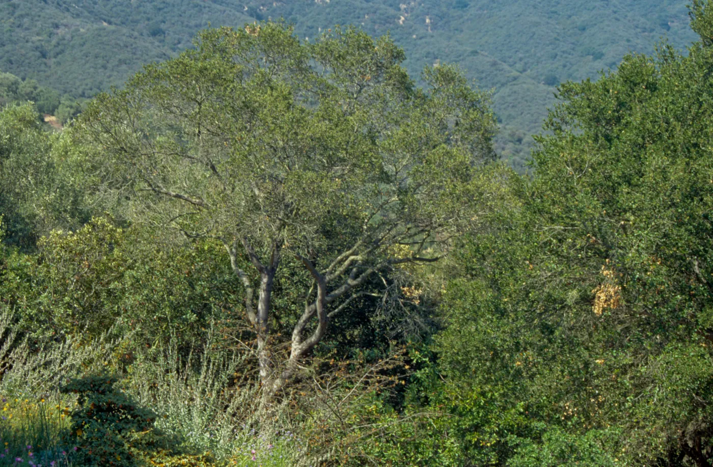 Oak across from Wheeler Bench on Porter Trail