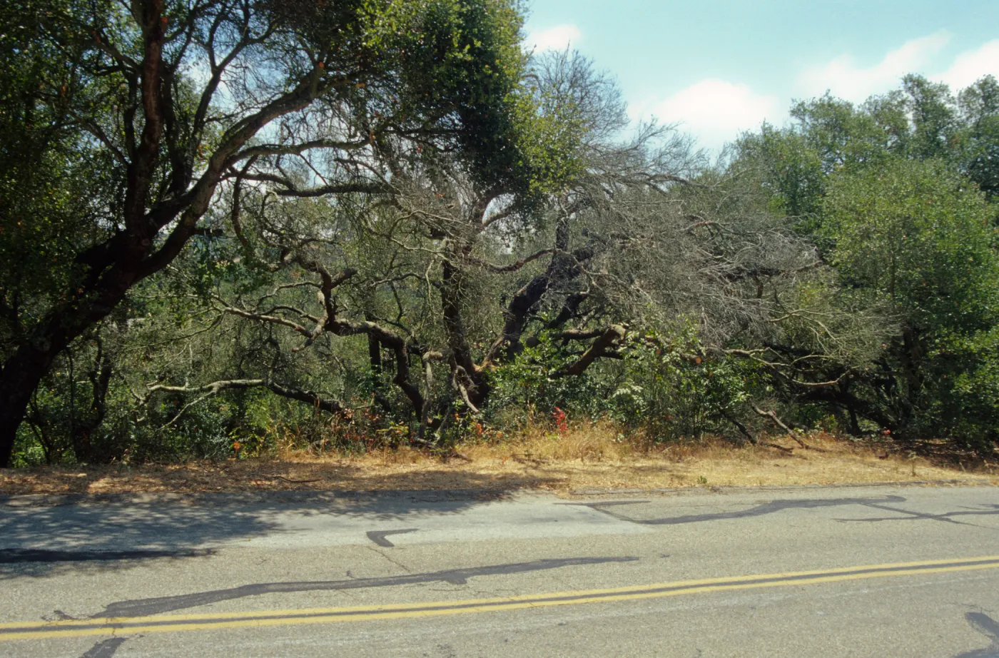 Dead valley oak, Quercus lobata, in Arroyo, F 30 