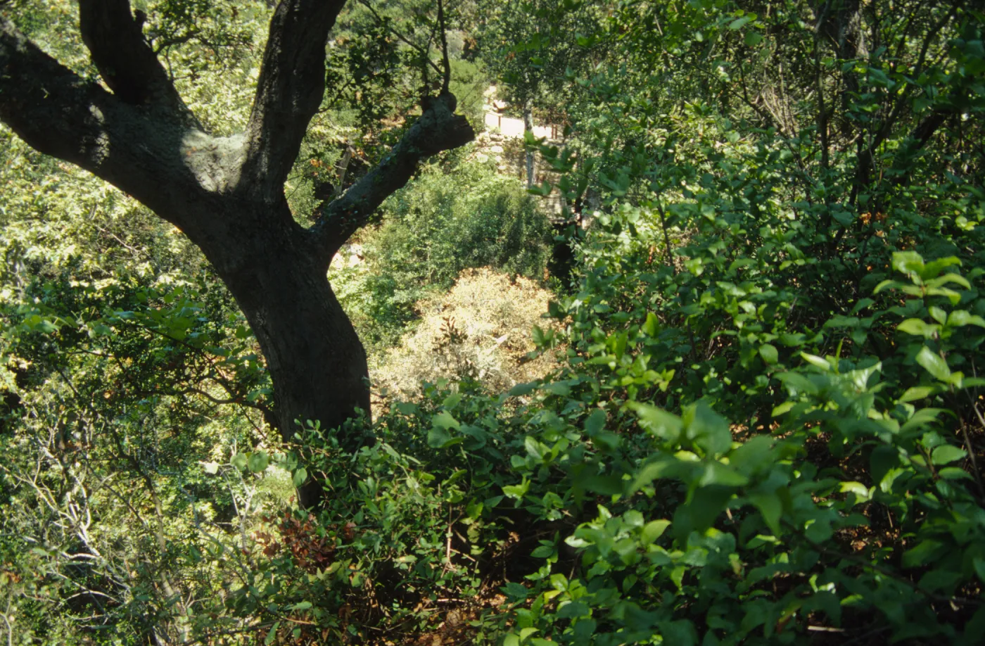 Fallen oak (Coastal Live Oak) below Mission Dam