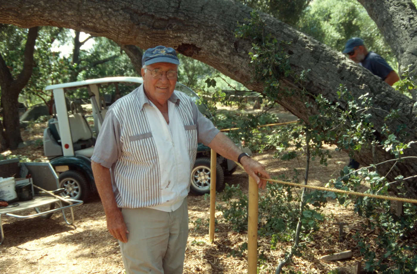 Meadow oak tree â€œapproach graftâ€, Bruce Van Dyke