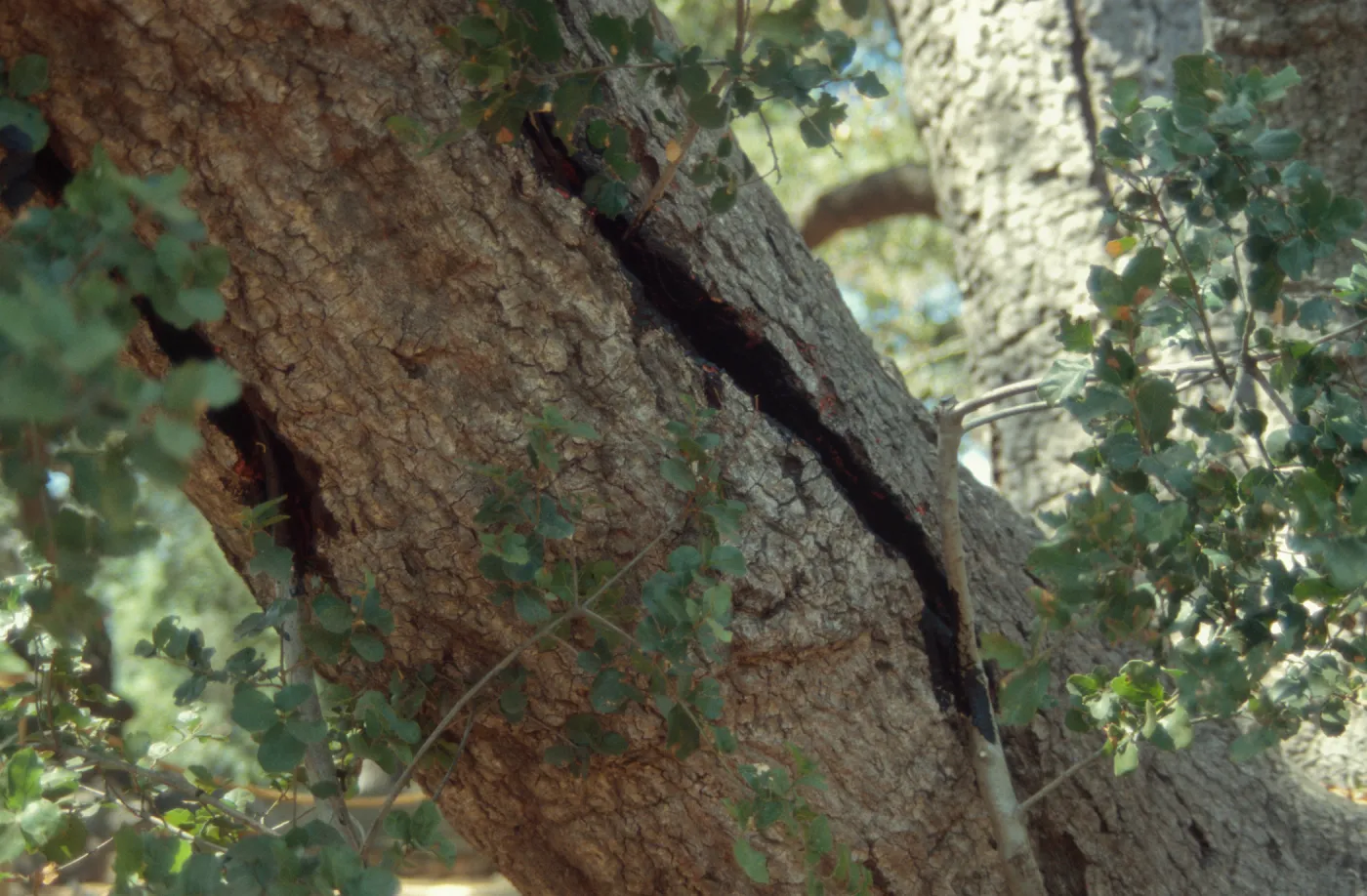 Meadow oak (Coastal Live Oak) tree â€œapproach graftâ€