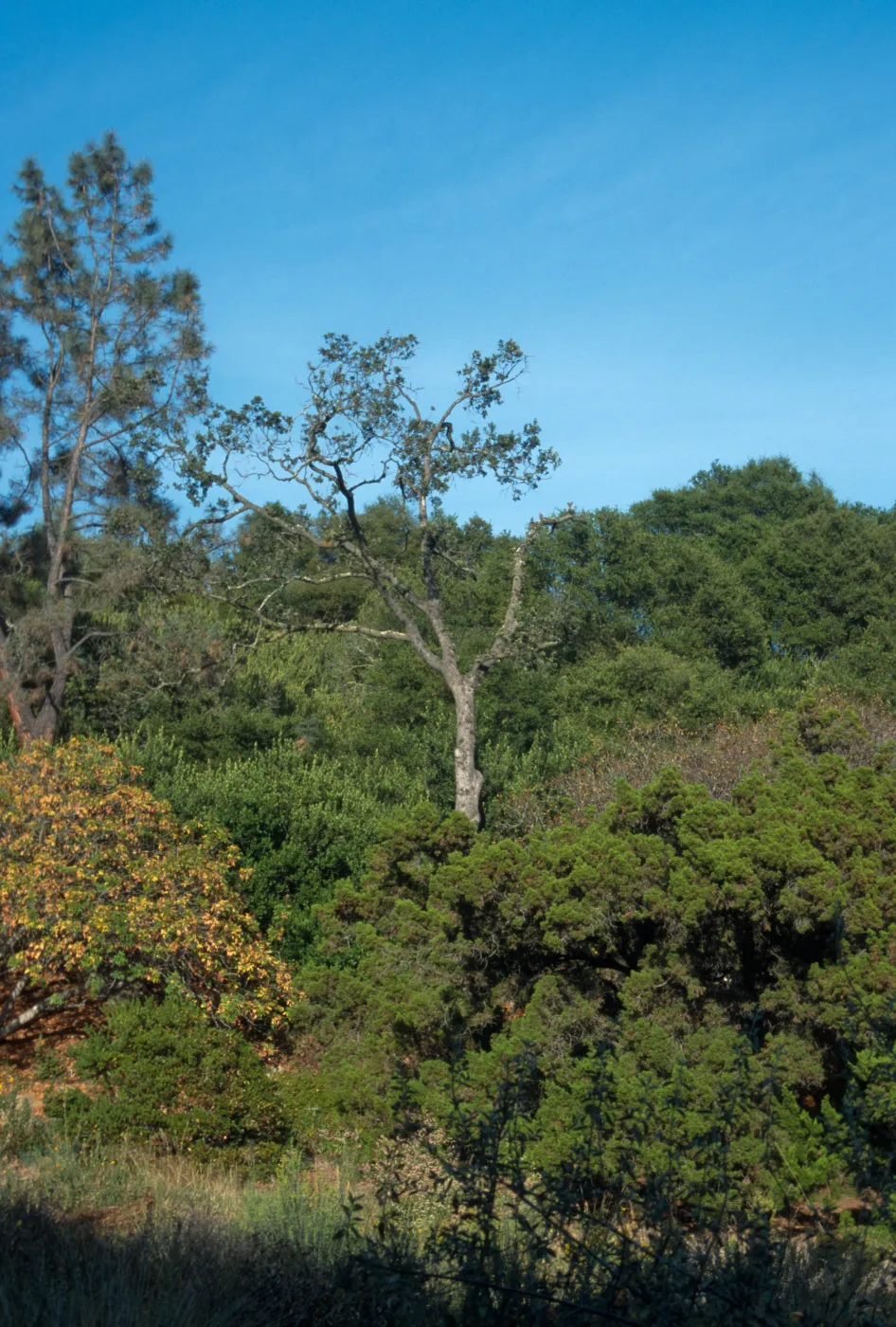 Valley oak on parking lot bank