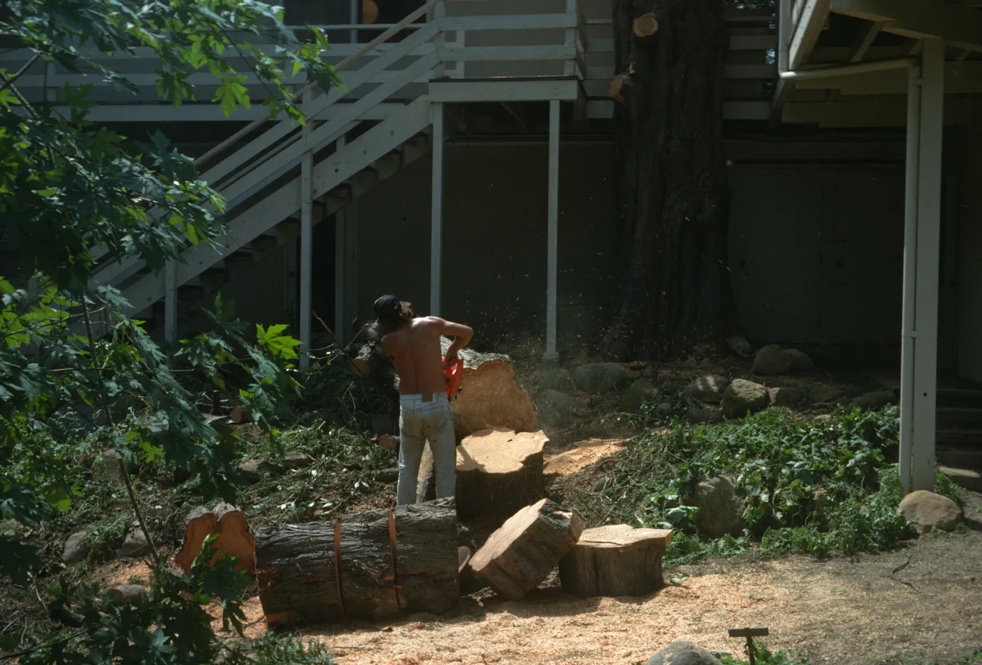 Tree being removed outside kitchen