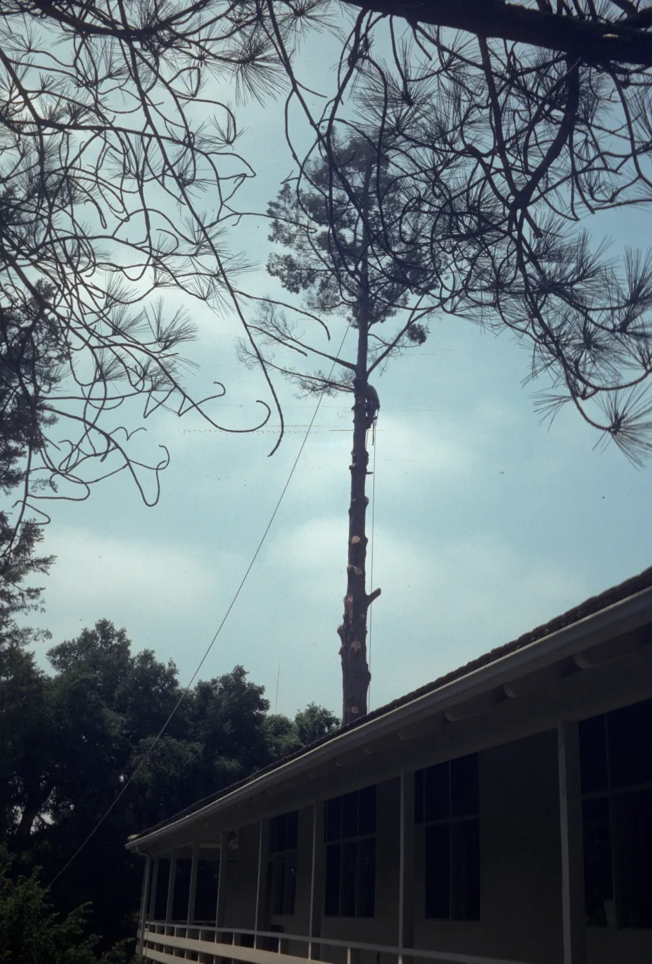Tree removal near north wing