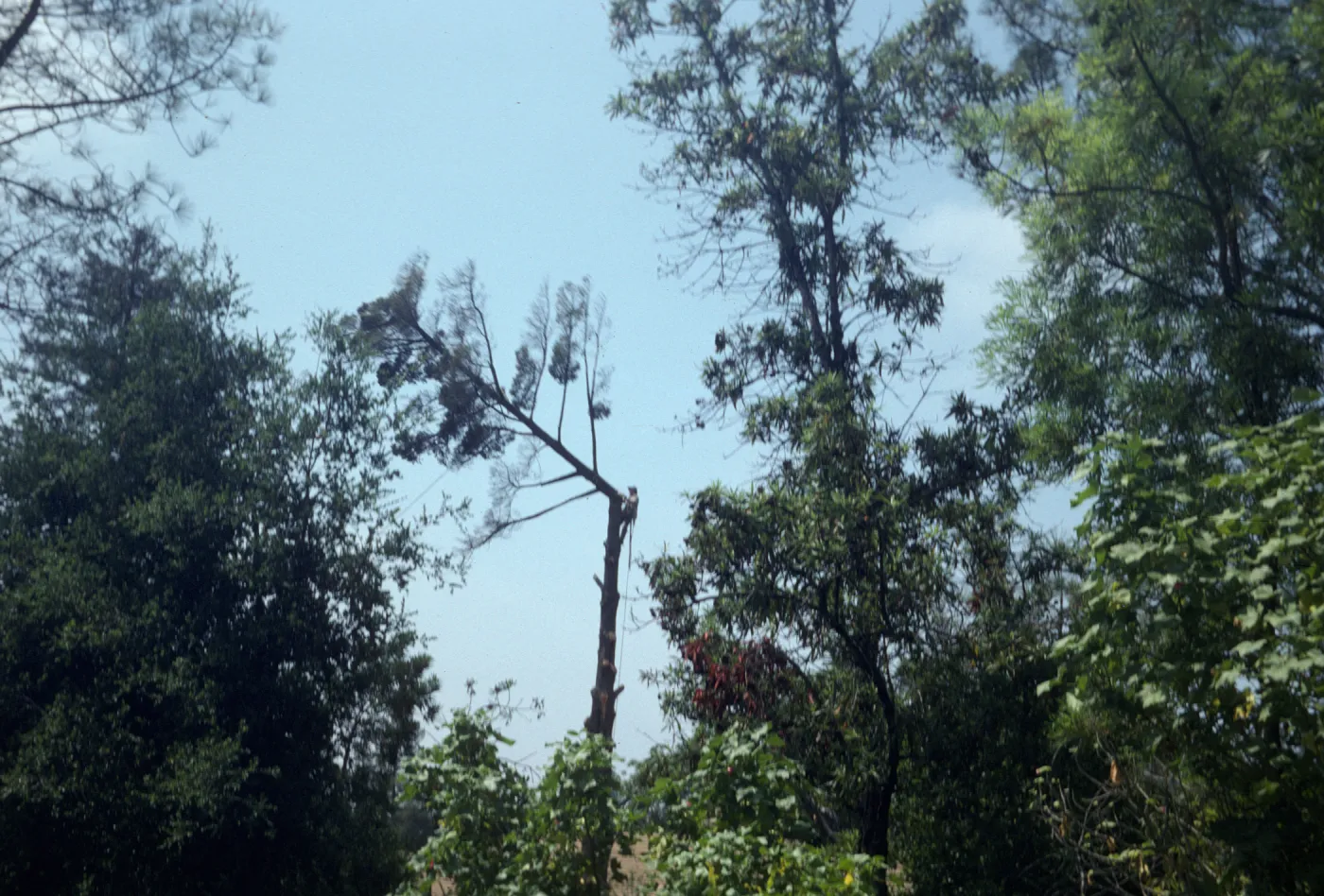 Tree removal near north wing