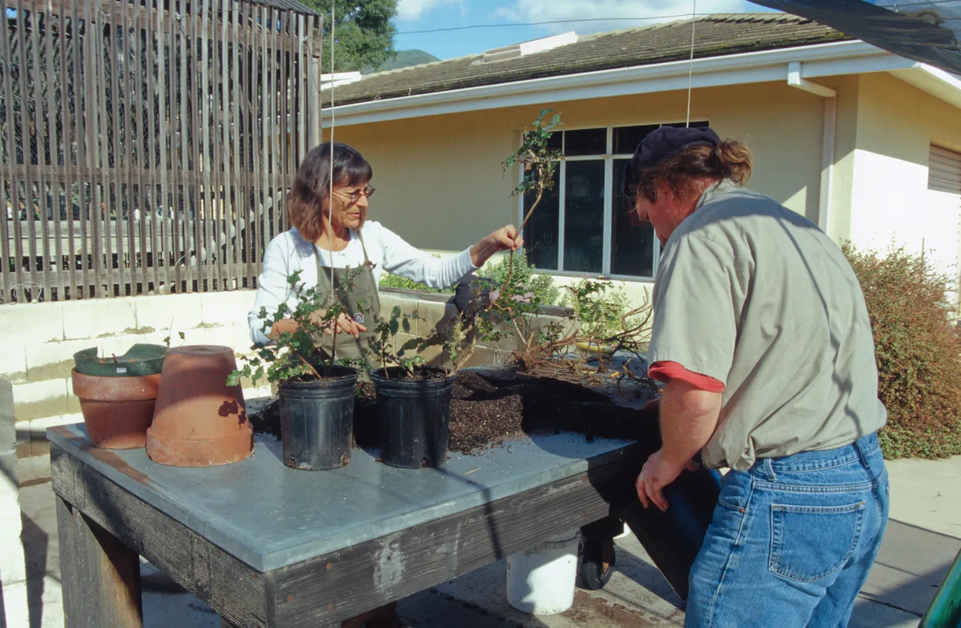 Carol Bornstein, potting up Berberis cuttings