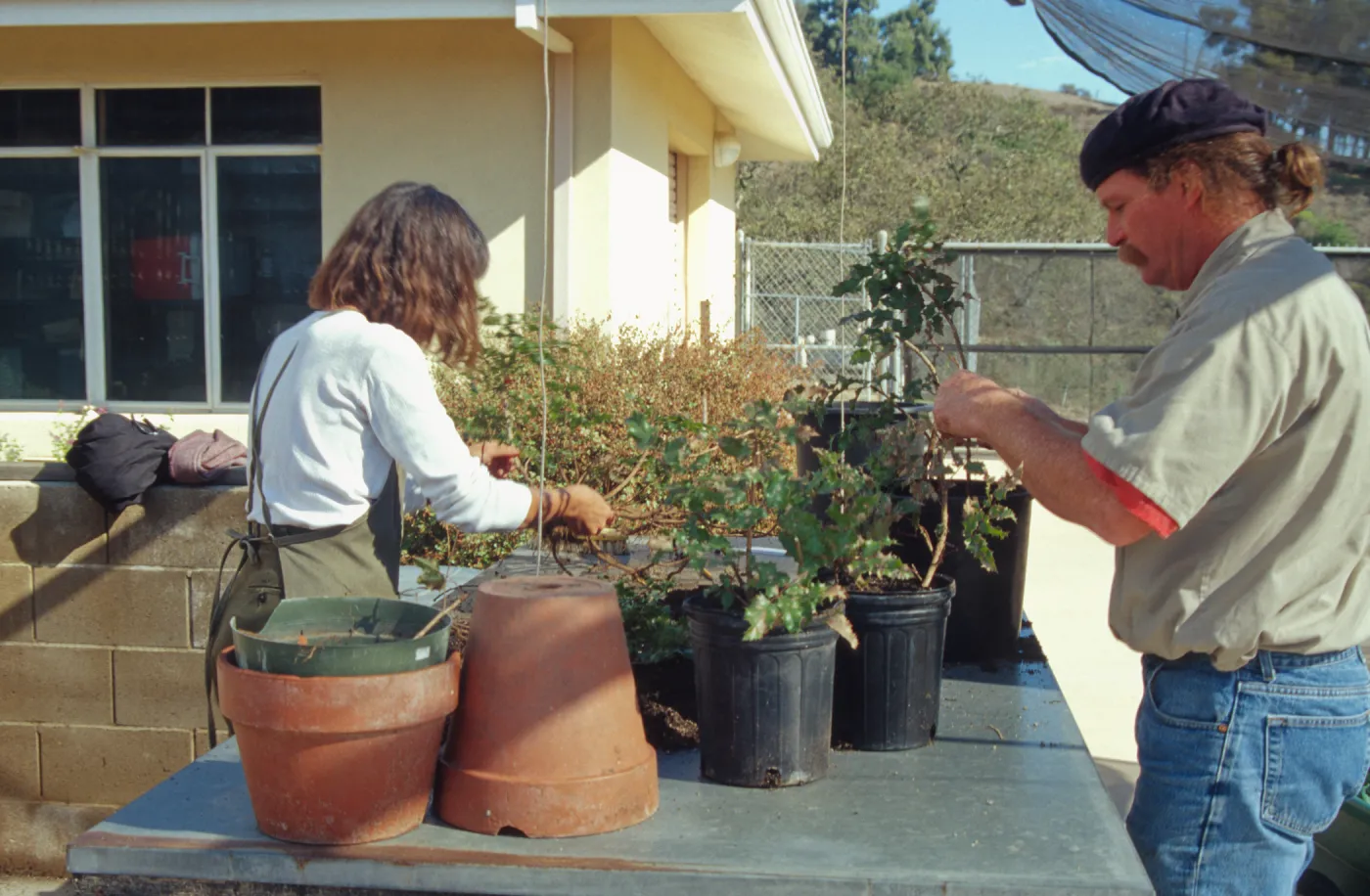 Carol Bornstein, potting up Berberis cuttings