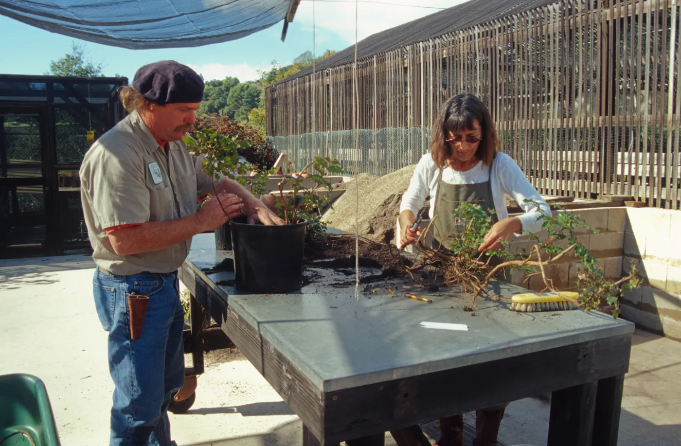 Carol Bornstein, potting up Berberis cuttings