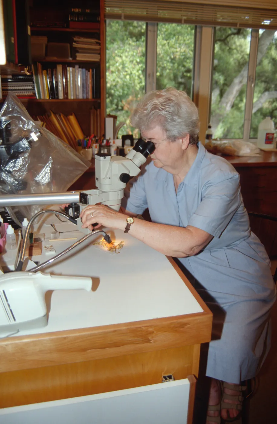Shirley Tucker, lichenologist, microscope