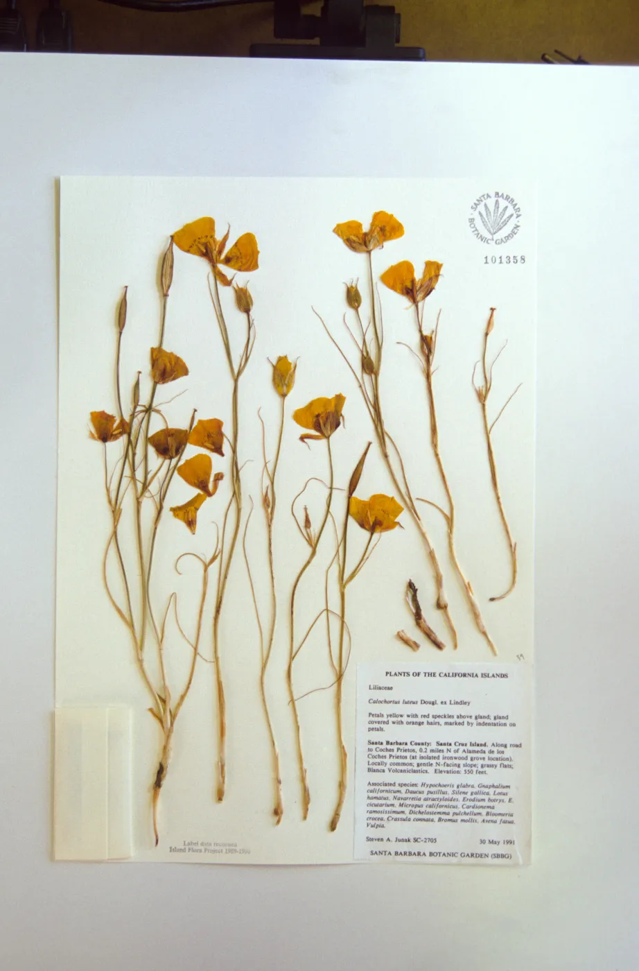 Calochortus, herbarium specimen sheets