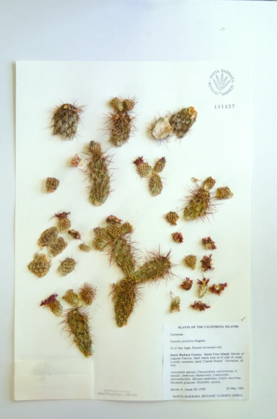 Opuntia, herbarium specimen sheets