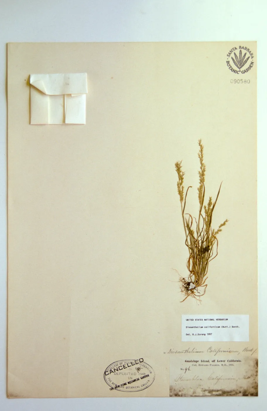 Herbarium specimen sheets