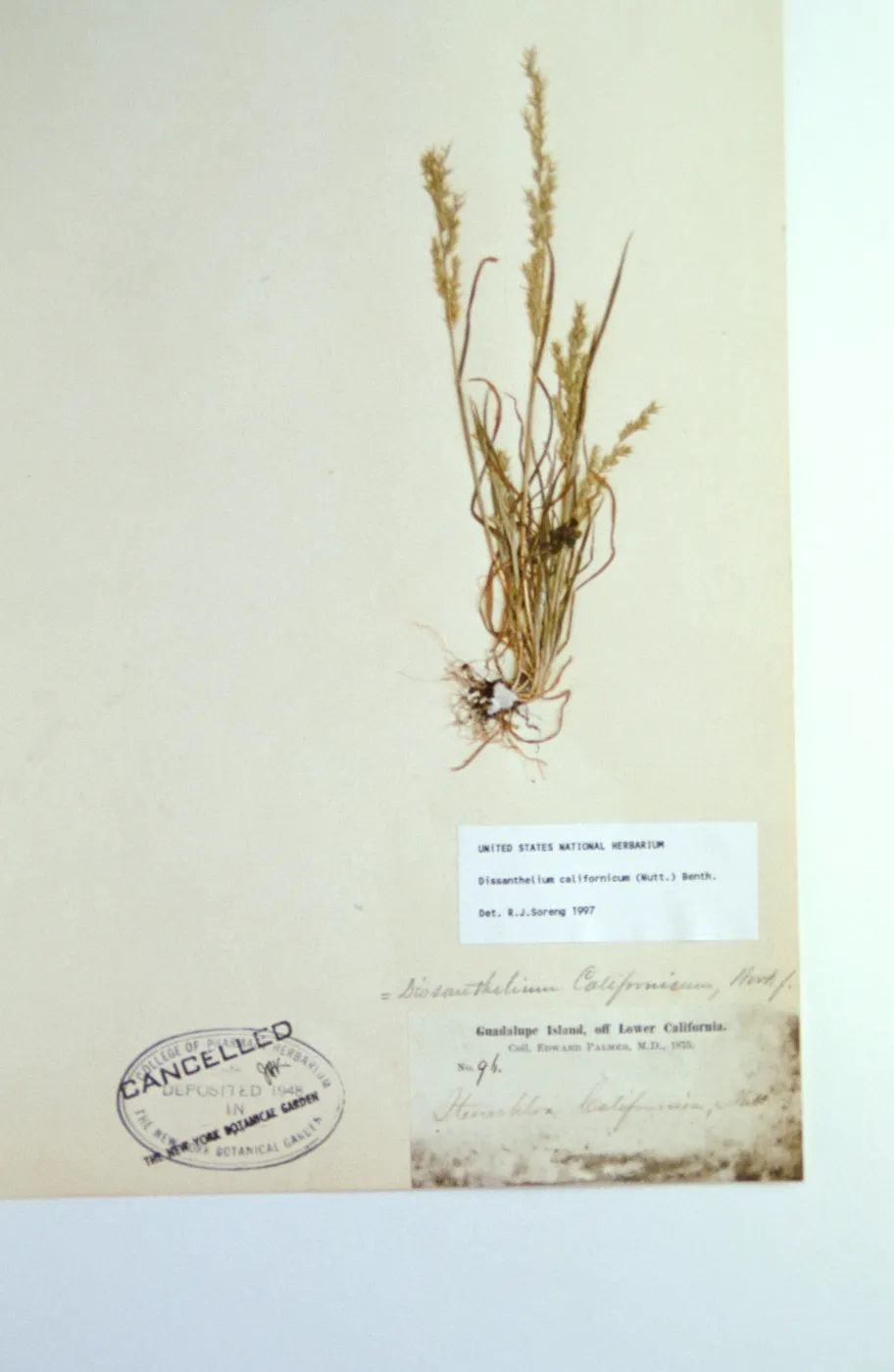 Herbarium specimen sheets