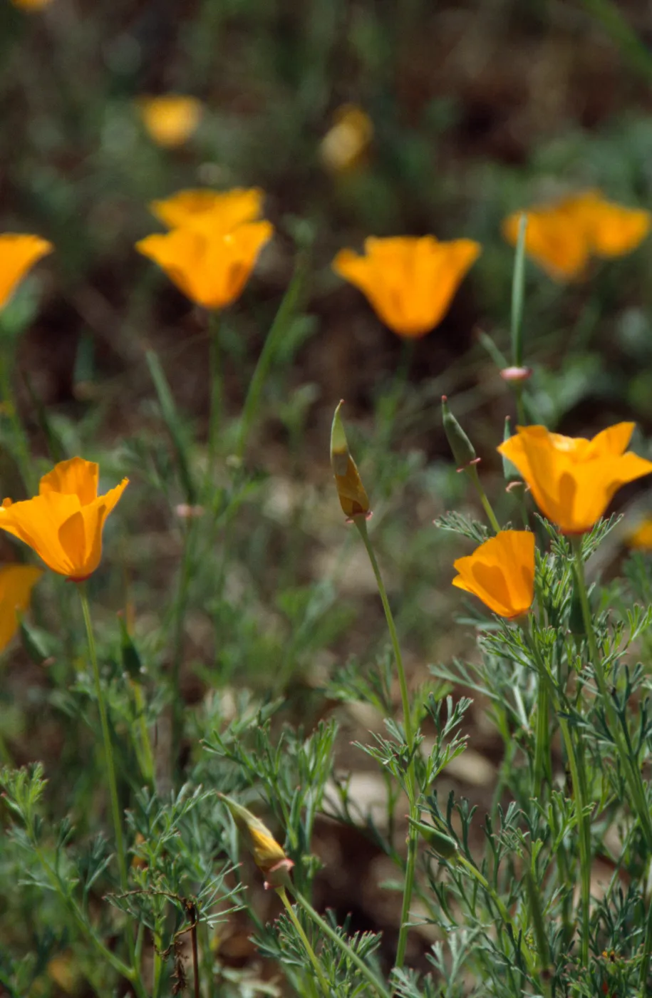 Poppies in bloom, Garden Works Event