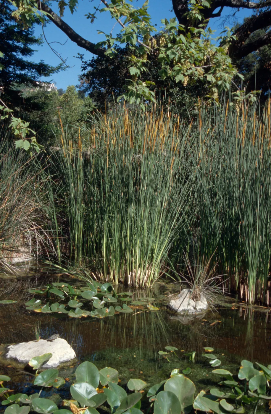 Meadow Pond, Garden Works Event