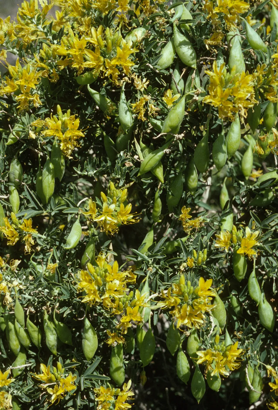 Isomeris arborea