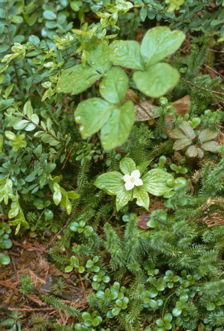 Cornus