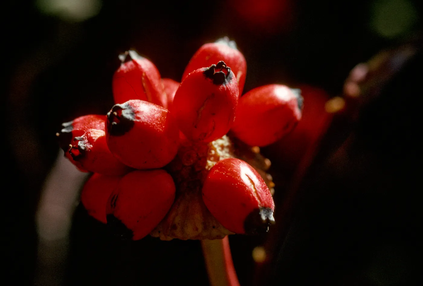 Cornus fruits