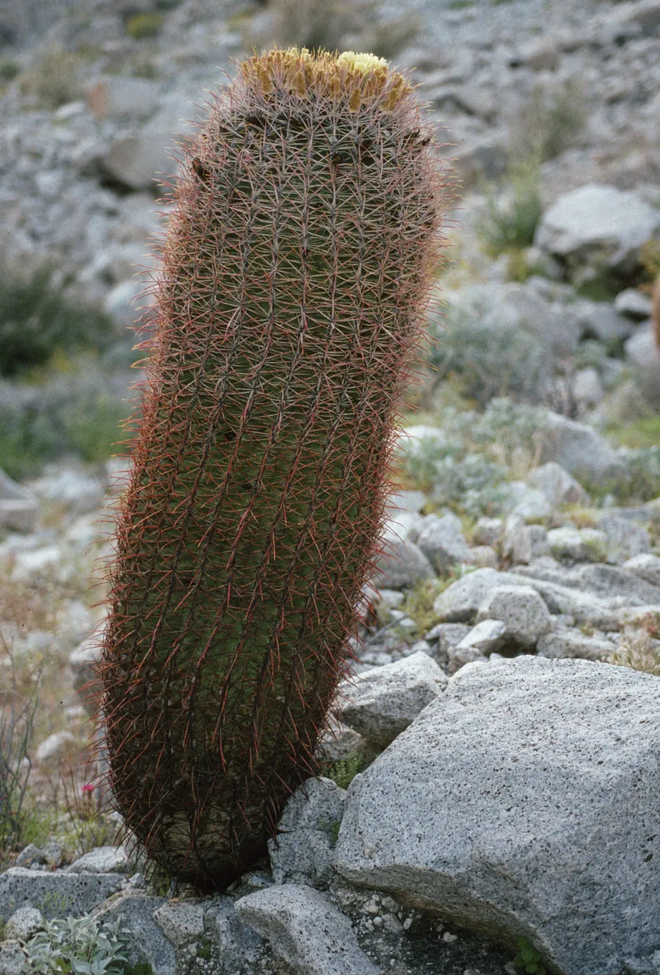 Ferocactus