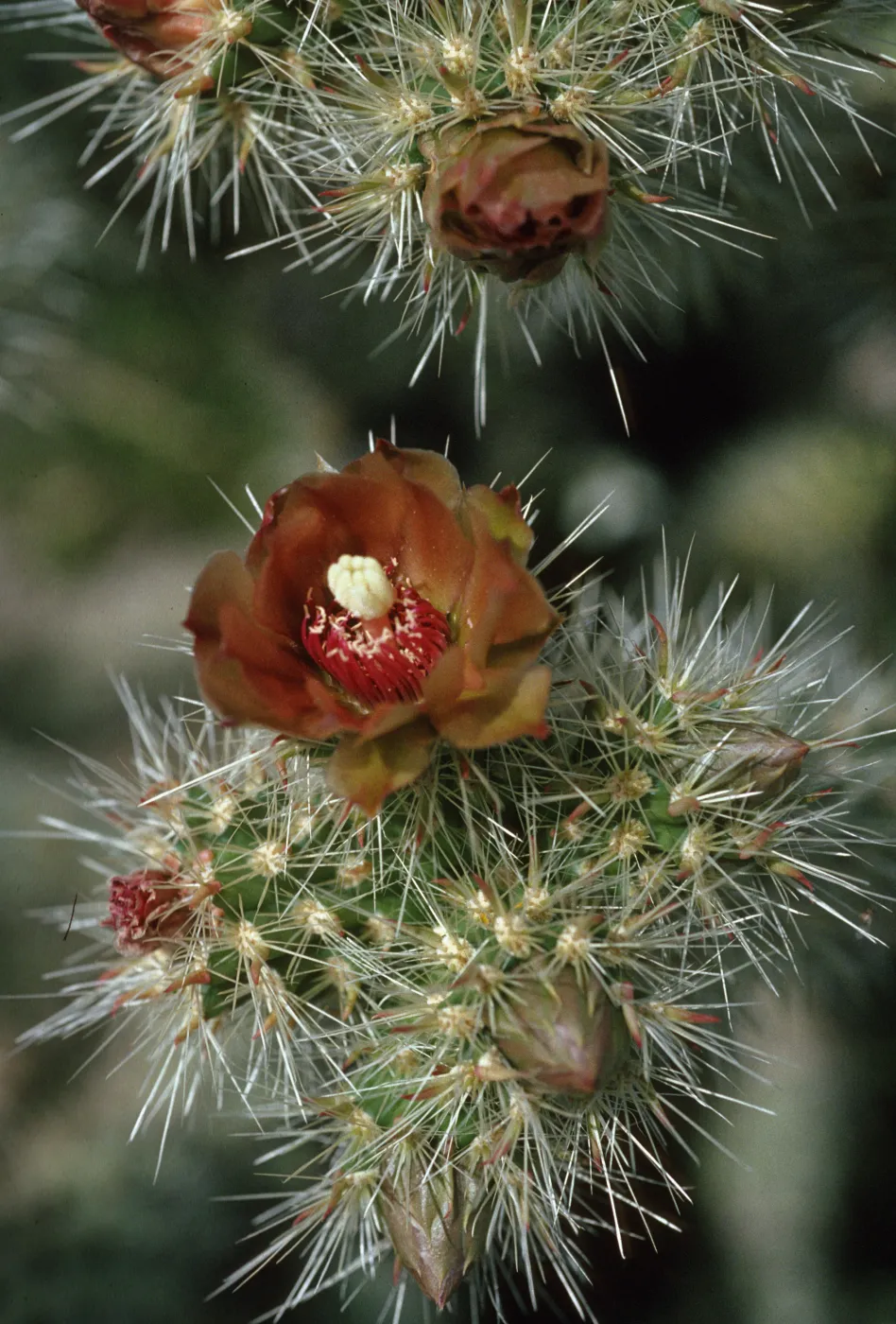 Cylindropuntia