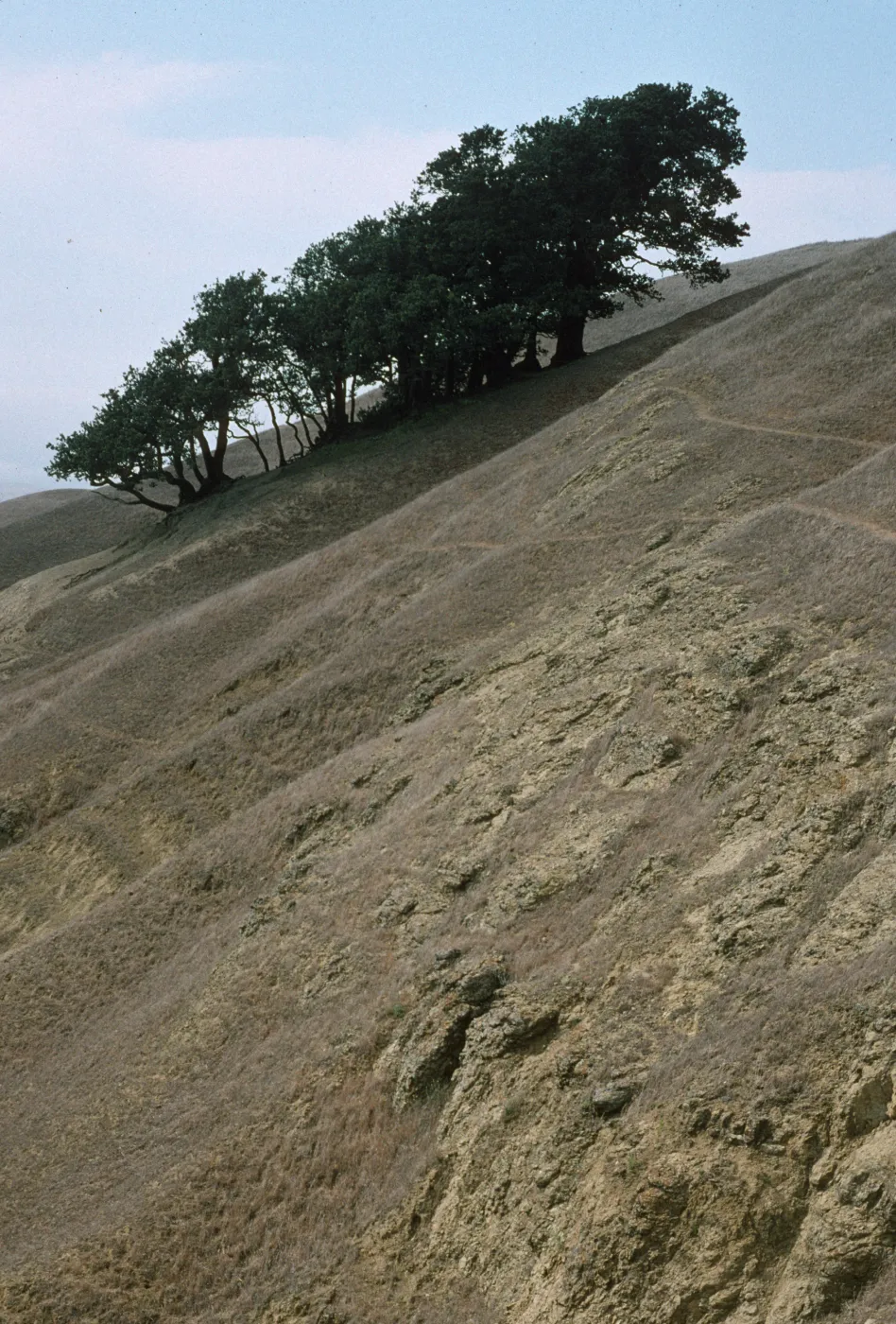 Island Oaks, Soledad, Santa Rosa Island