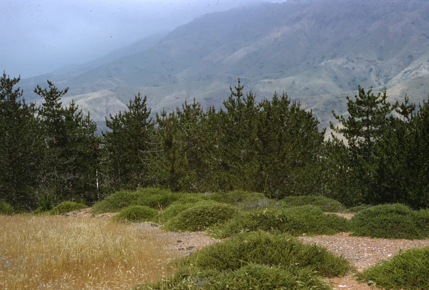pine forest, Santa Cruz Island